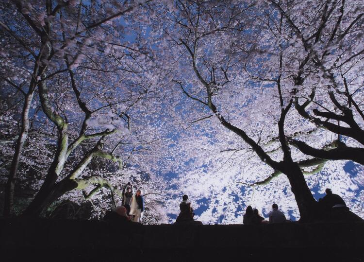 彦根城桜まつり 夜桜のライトアップ
