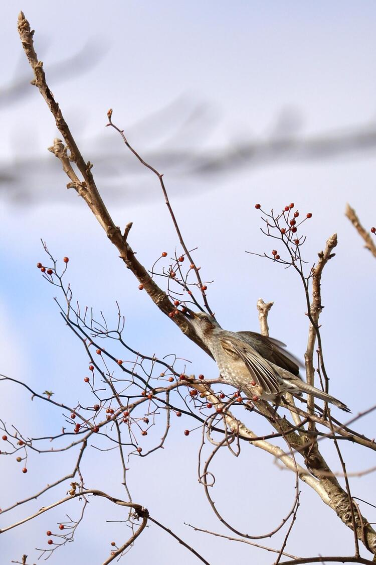 余呉湖_鳥.jpg