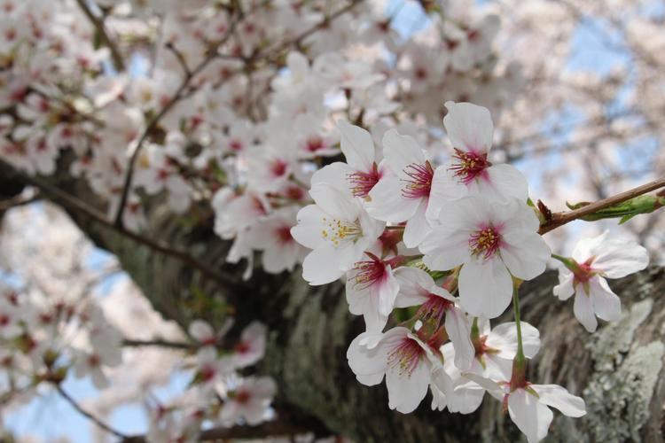 桜アップ