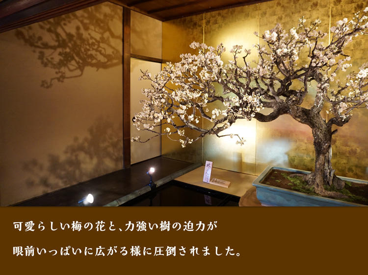 盆梅展-黄金.jpg