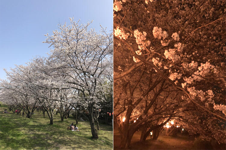 守山 笠原桜公園