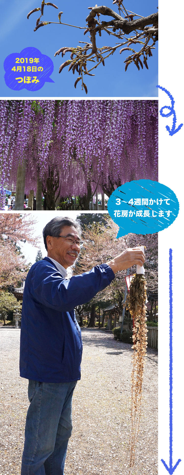 藤の花-成長.jpg