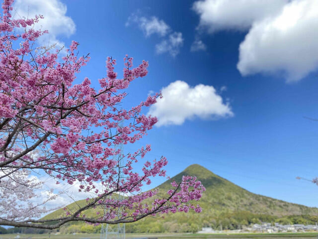sakura-ryokuchi.jpg