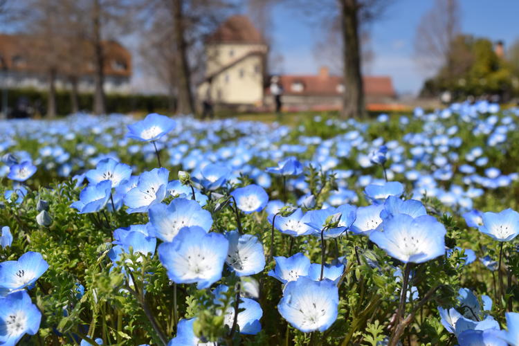 ネモフィラ1.JPG