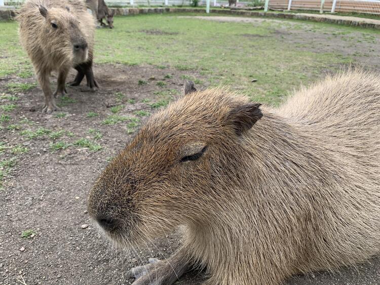 カピバラさん