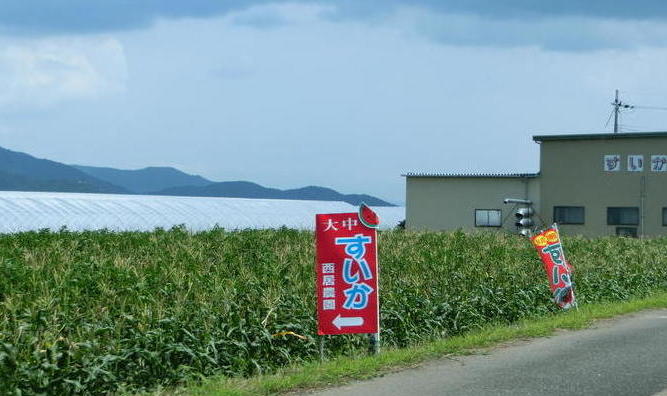 大中スイカ1