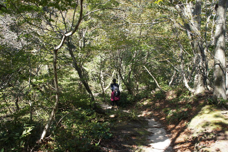 登山道.JPG