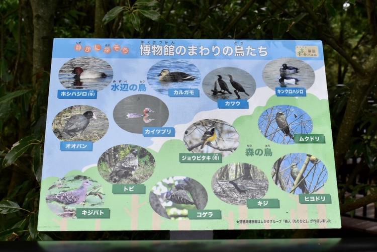琵琶湖博物館樹冠トレイル3