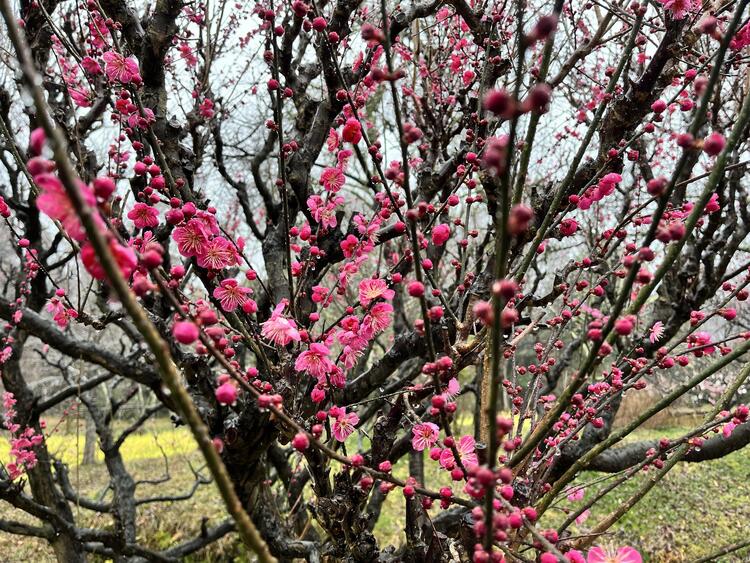 叶匠壽庵 寿長生の郷 花の宴 梅まつり