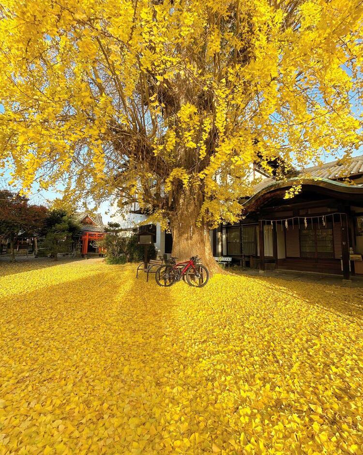 和田神社のイチョウと自転車.jpg