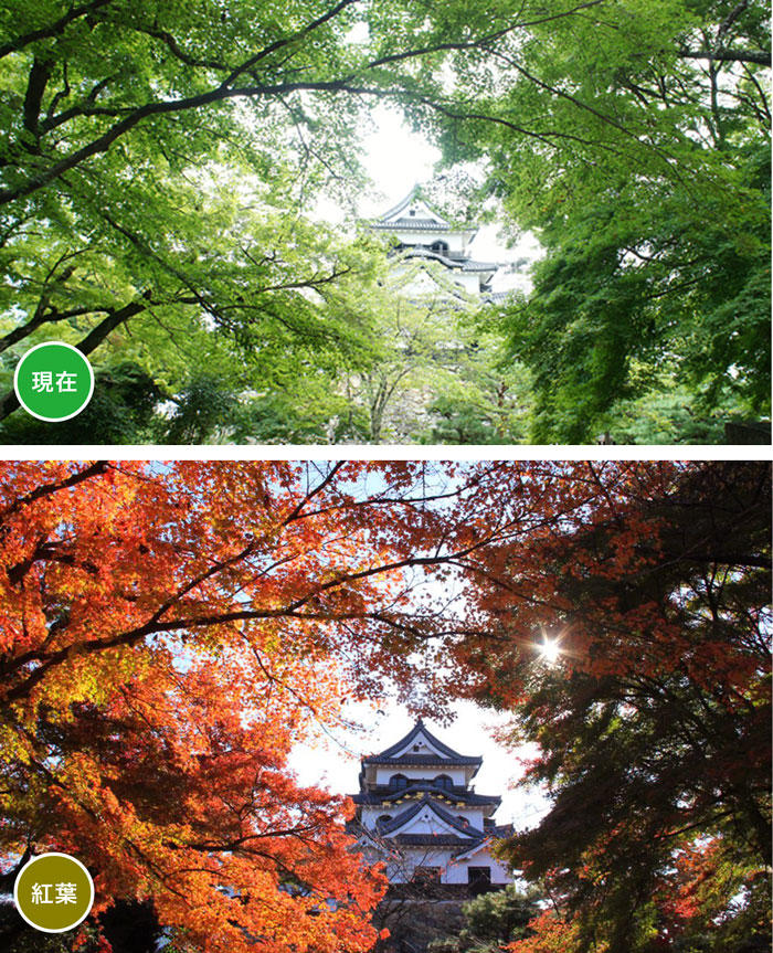 彦根城 裏 青紅葉 現在通行止め